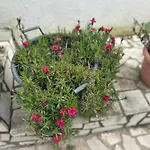 Braho * Gjirokastër