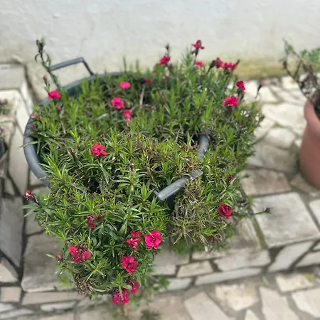 Braho * Гирокастра