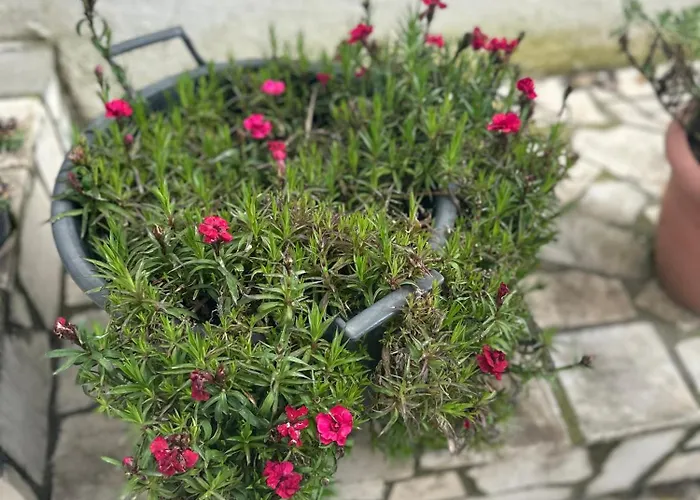 Braho * Gjirokastër